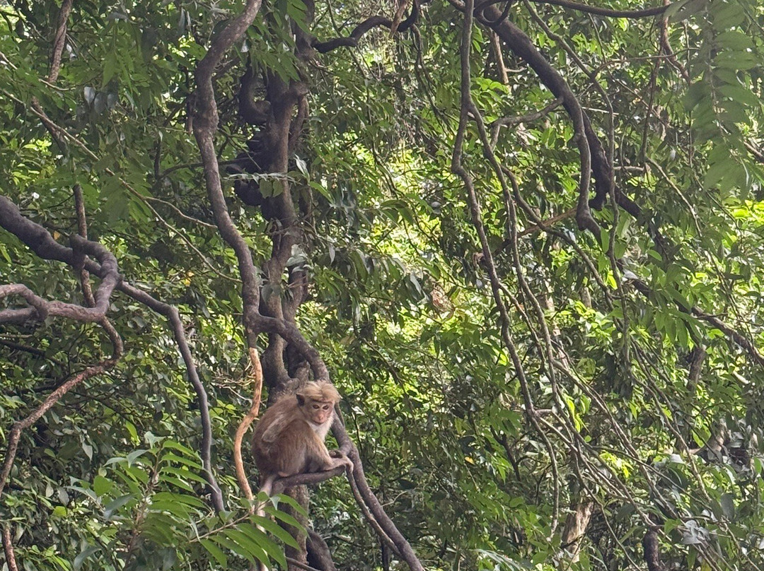 Ceylon Master Tours-Waskaduwa必去景点