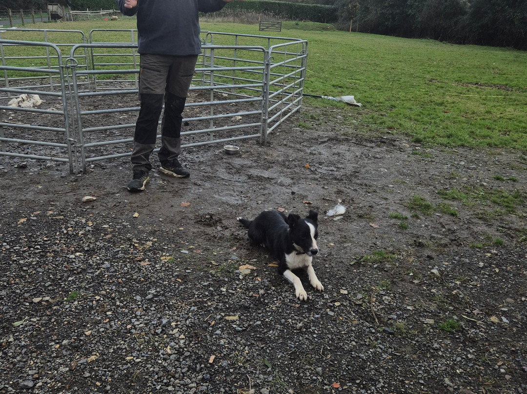 Sheep Smarts-Rathdrum必去景点