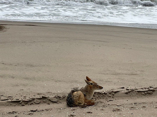 Africa Edge Safaris-华维斯湾必去景点