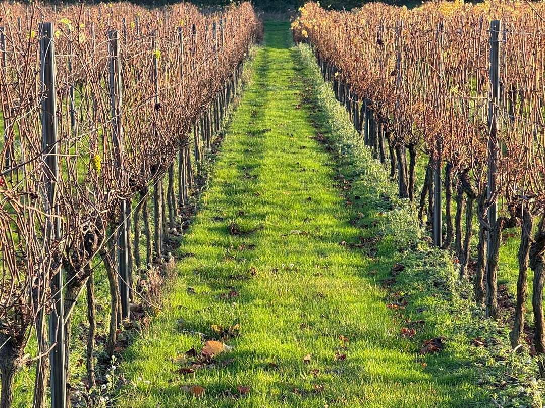 Greyfriars Vineyard-Puttenham必去景点