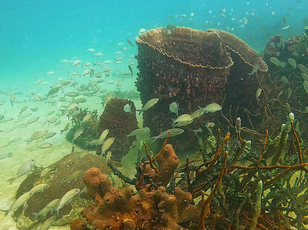 Rincón Dive Center-Rincon del Mar必去景点