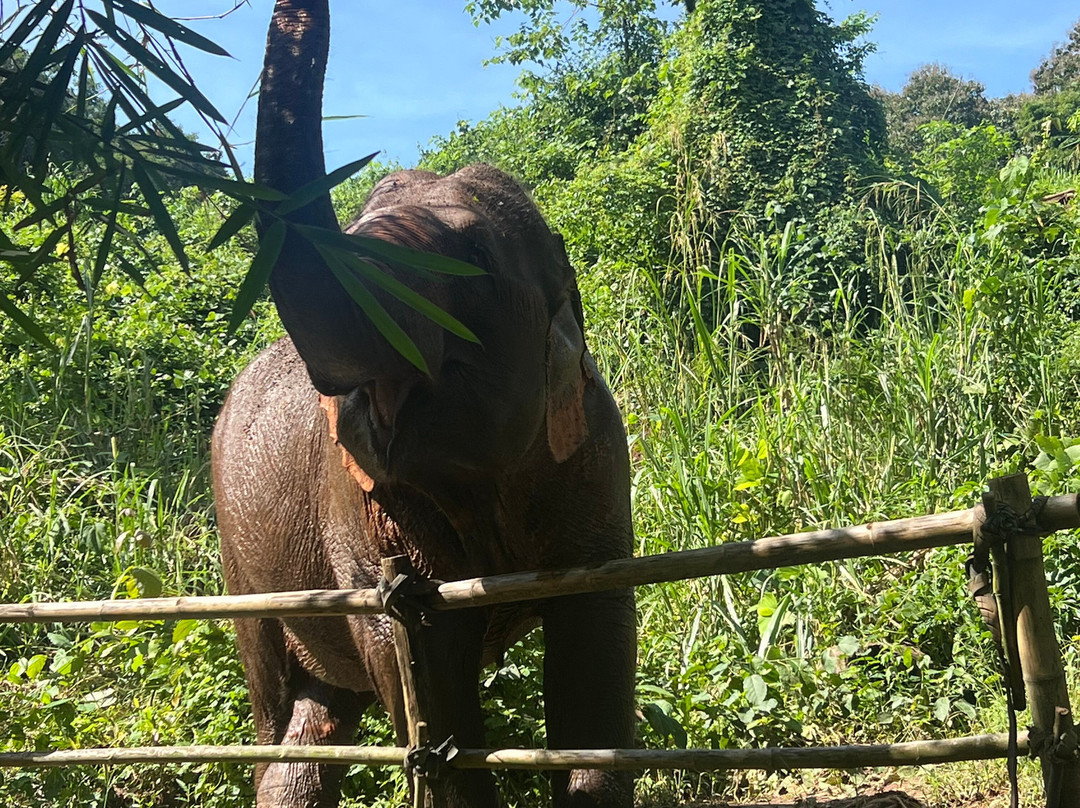 Elephant Sanctuary Care Park-清迈必去景点