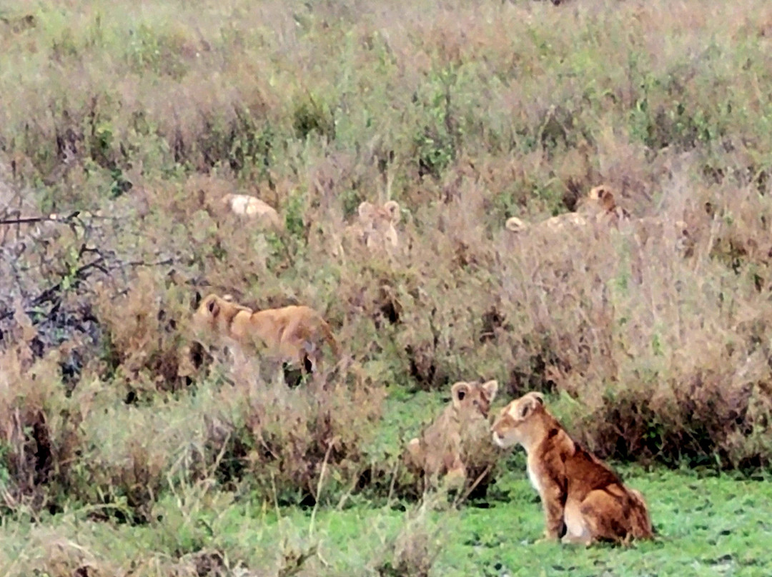 Thomson Safaris-塞伦盖蒂国家公园必去景点