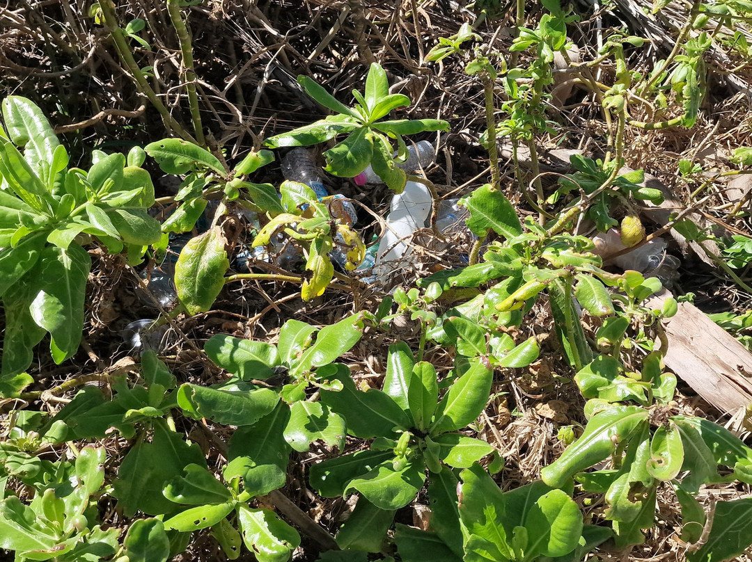 Anahulu Cave - The Underground Swimming Pool-Haveluliku必去景点