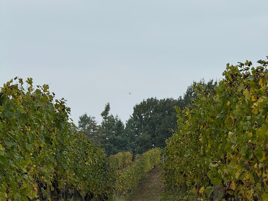 Castello di Tassarolo