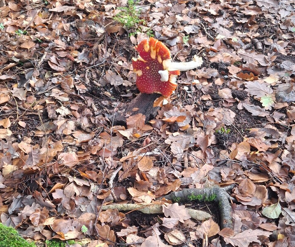 Conwy Water Gardens-Rowen必去景点