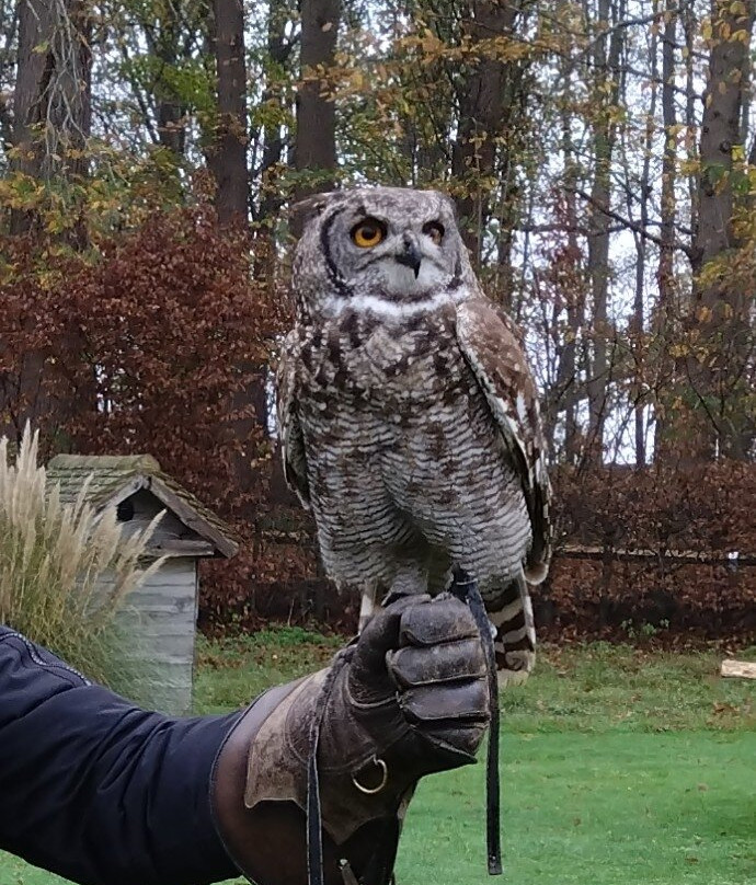 Leeds Castle Falconry Experiences-Leeds必去景点