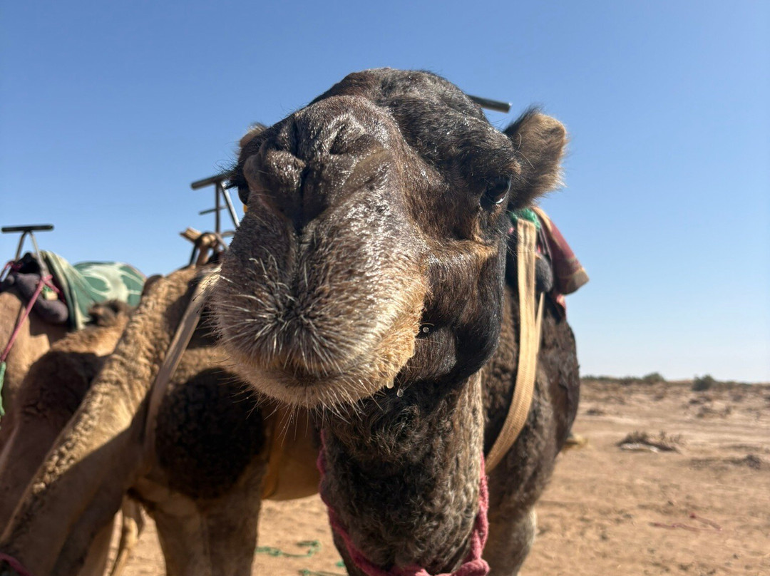 La Rose Nomade-迈哈米德必去景点
