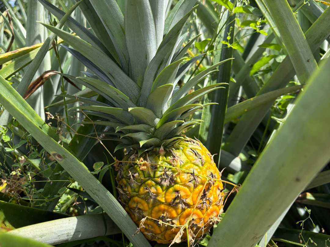 Finca Sura-Puerto Viejo de Sarapiqui必去景点