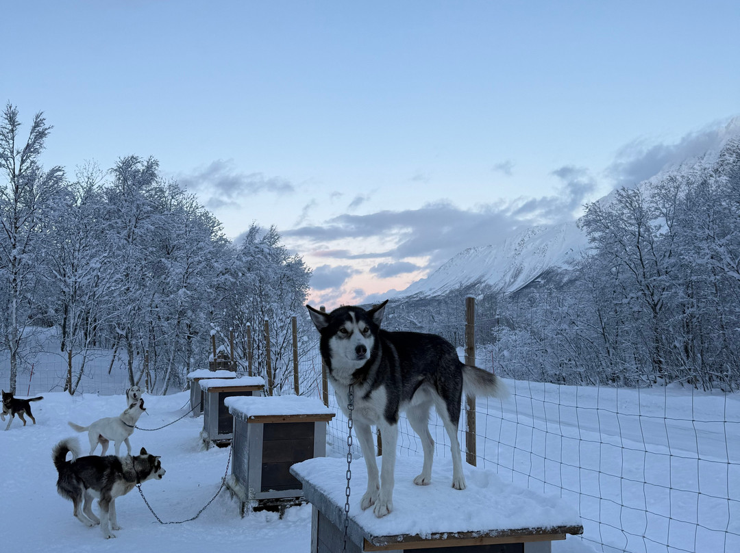 Northern Light Dog Adventure-Nordkjosbotn必去景点