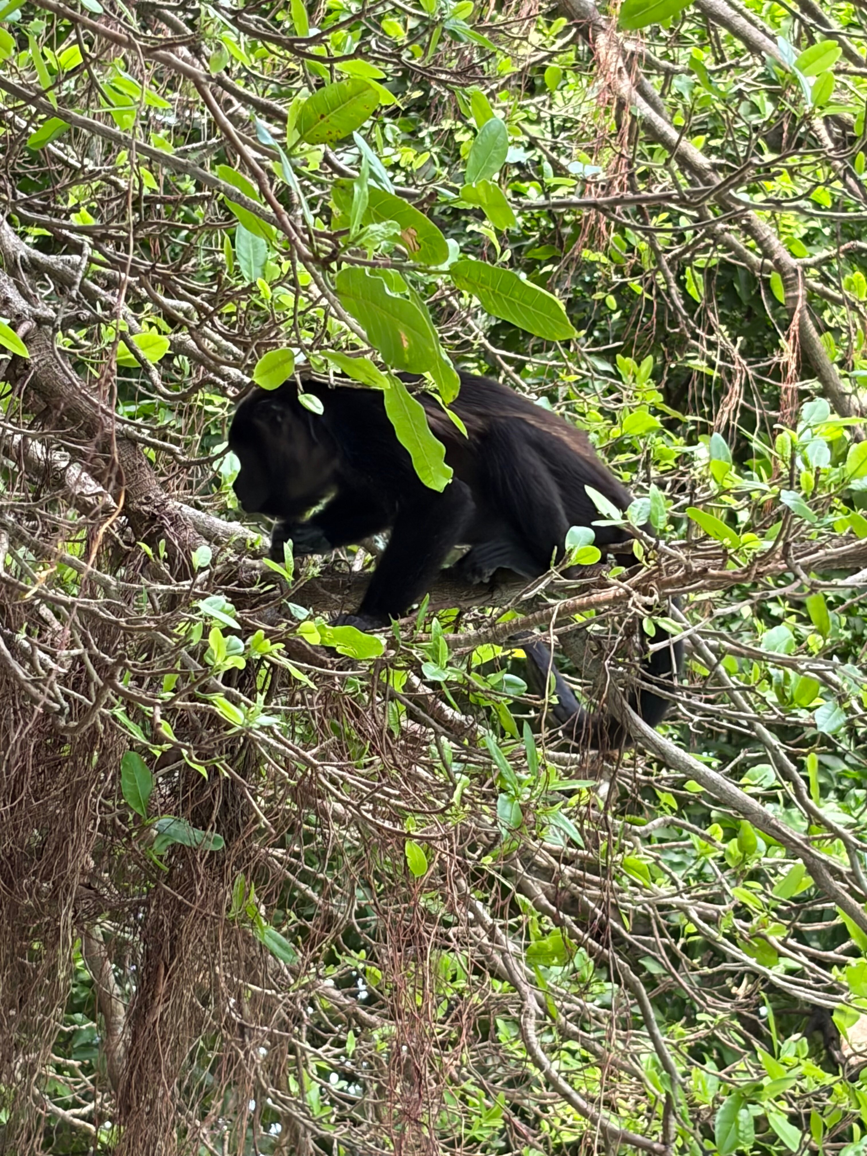 Capitán Suizo Beachfront Boutique Hotel-浴室