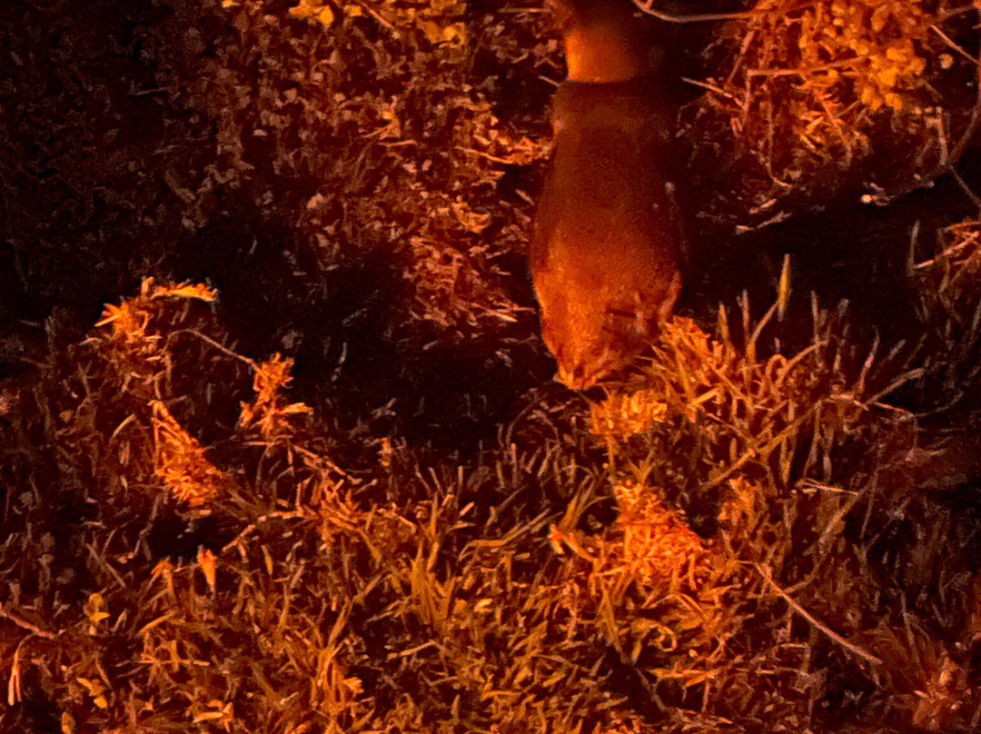 比奇诺观企鹅之旅-比奇诺必去景点