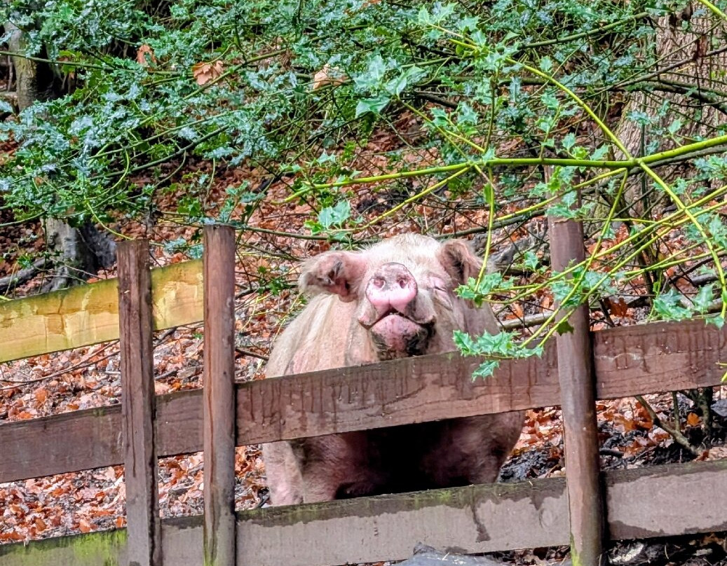 Pigs In The Wood-Huddersfield必去景点