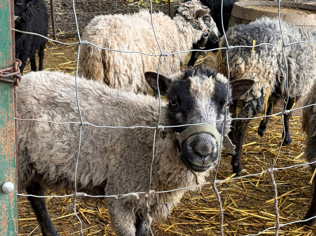 Tres Sabores Winery-圣海伦娜必去景点