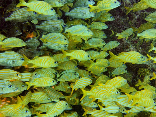 Tank-ha Dive Center-普拉亚德尔卡曼必去景点