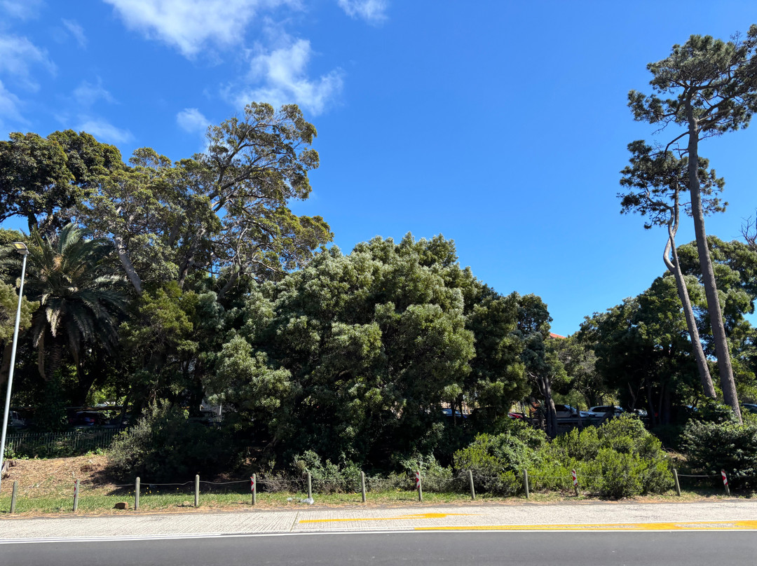 开普敦大学-开普敦中心区必去景点