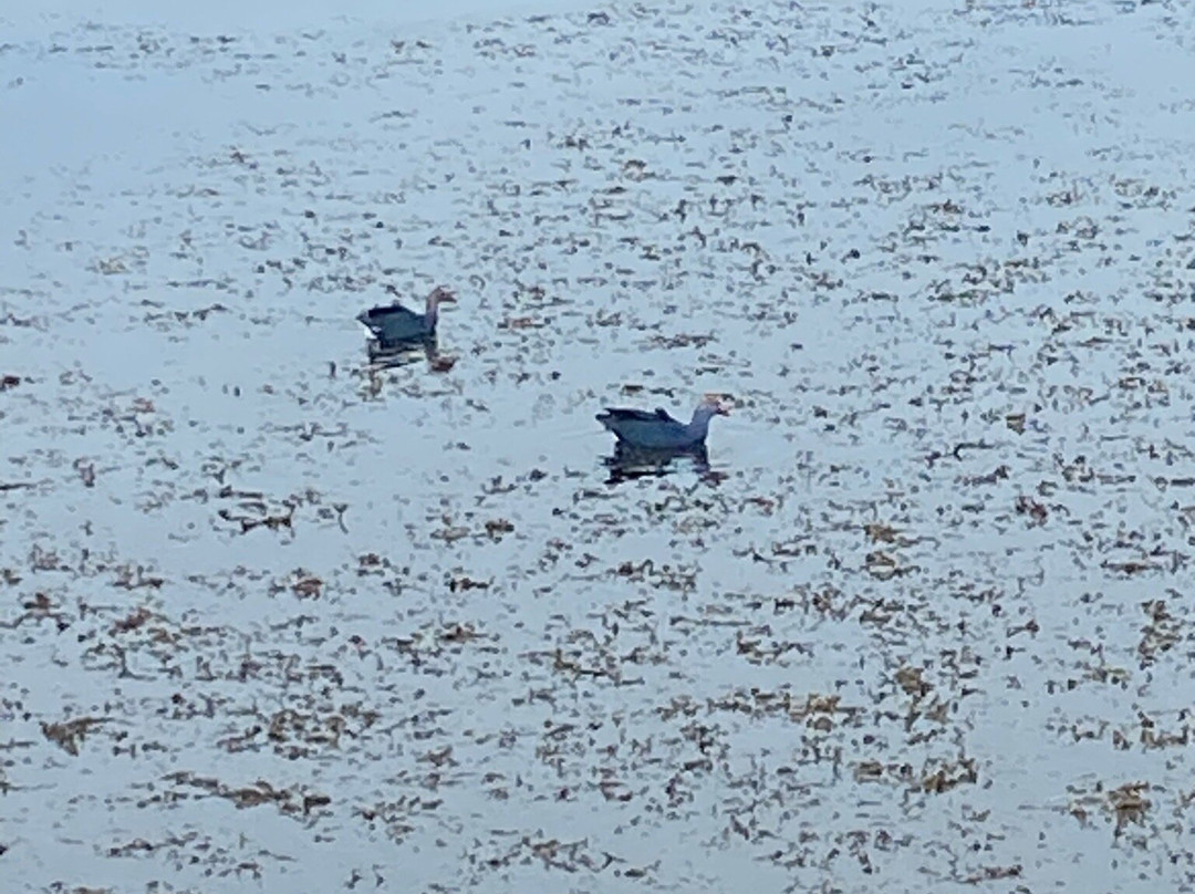 Bueng Bua Nature Observation Center-三百岭必去景点