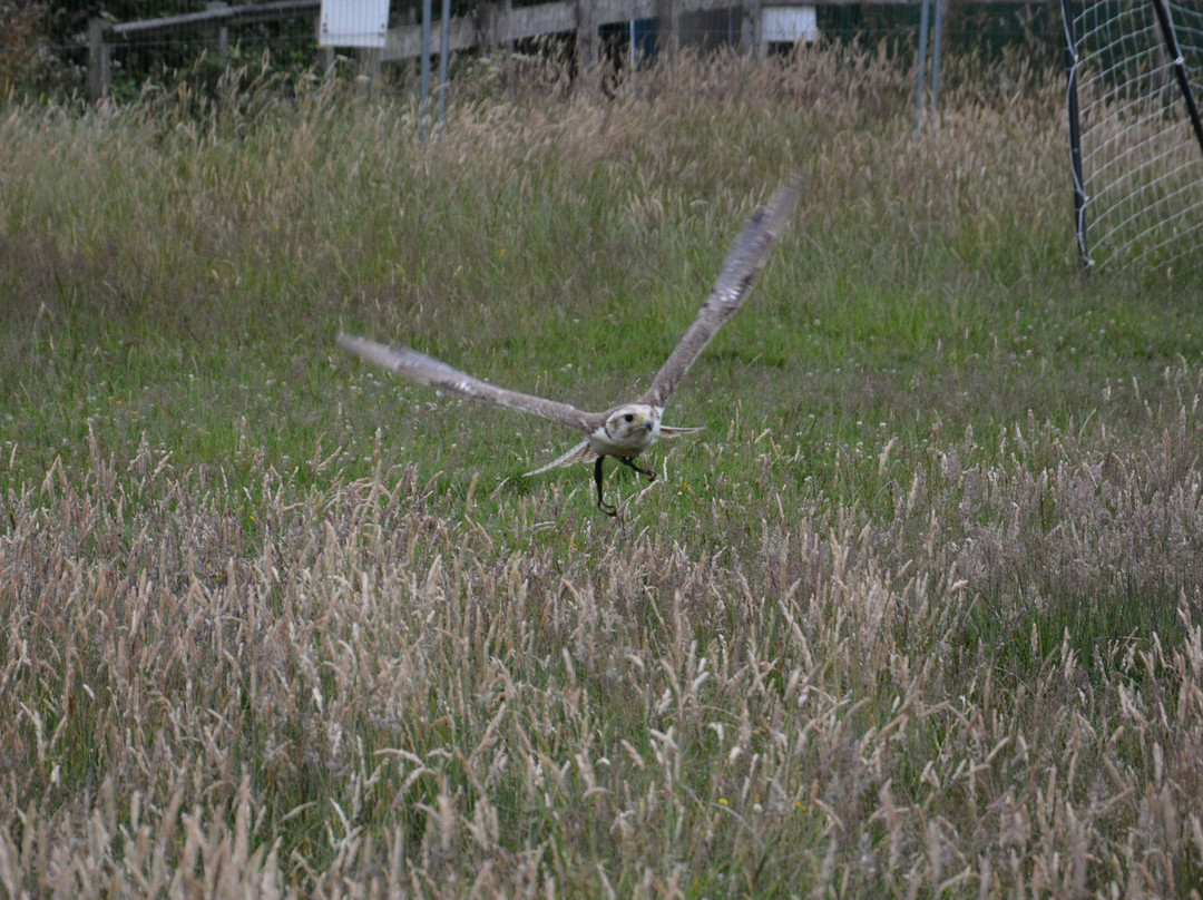 York Bird of Prey Centre-伊辛瓦必去景点