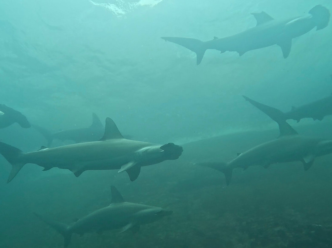 Scuba Iguana-阿约拉港必去景点