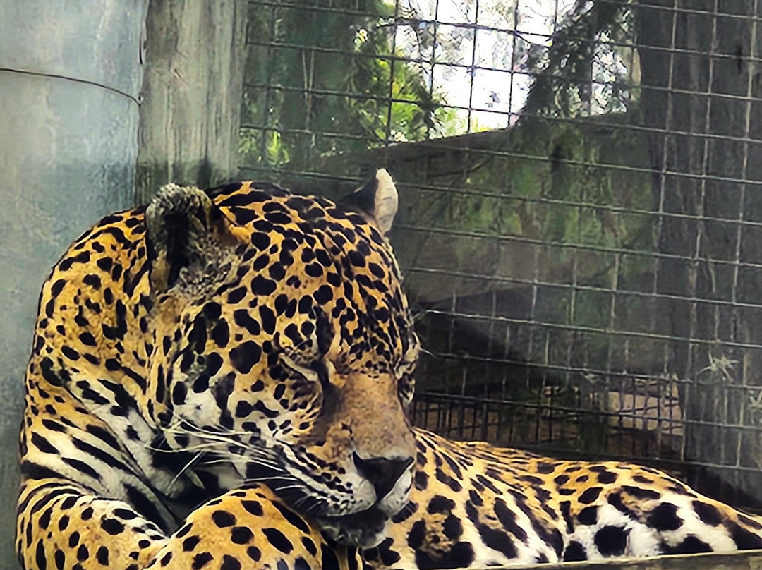 The Texas Zoo-维多利亚必去景点