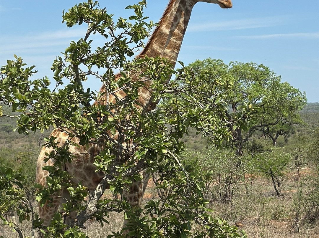 SAFARI, DRIVE & DIVE TOURS-Inhambane必去景点