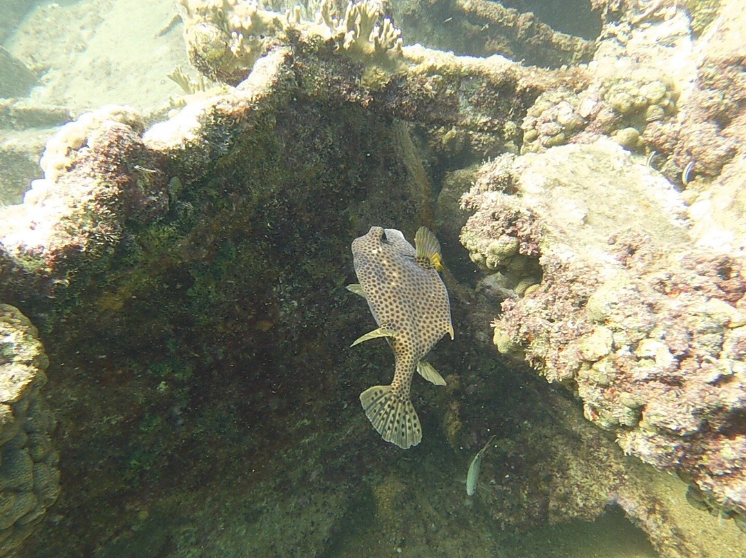 Palm Beach Divers-Noord必去景点