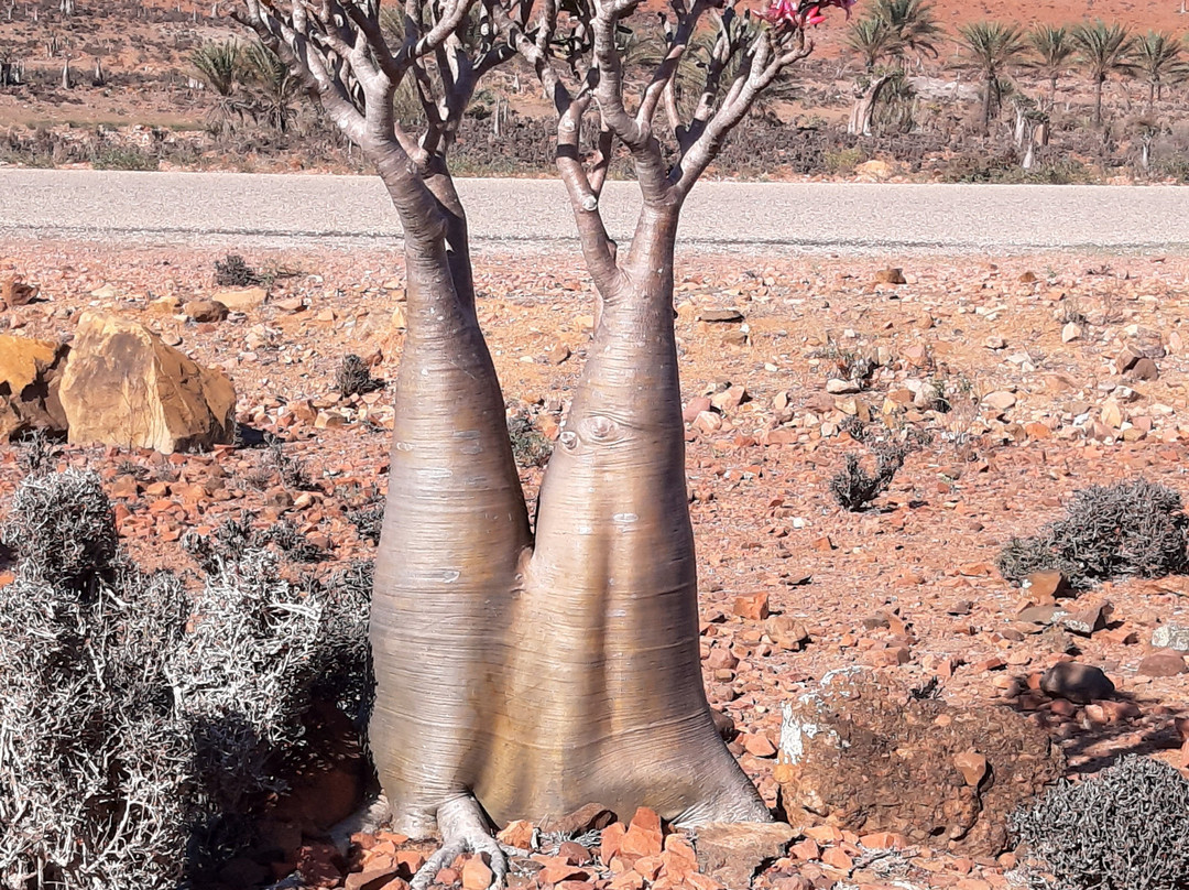Wild Spirit Socotra-Hadiboh必去景点