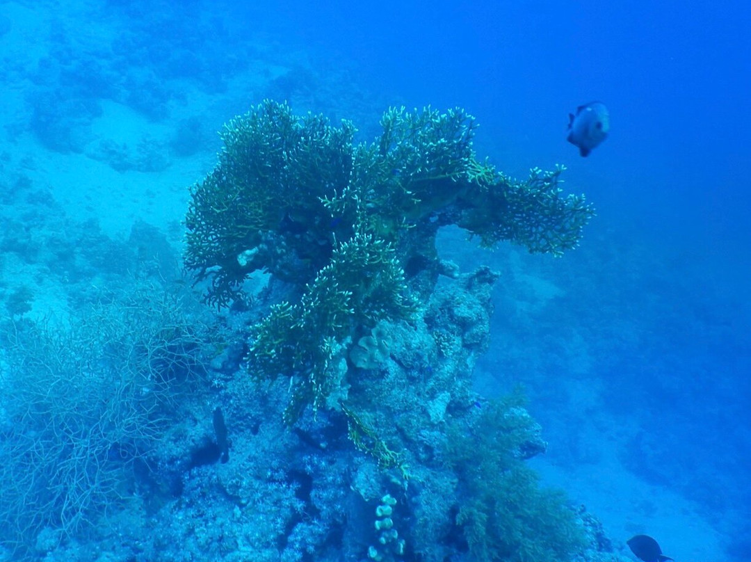 VIP Diving College-沙姆沙伊赫必去景点