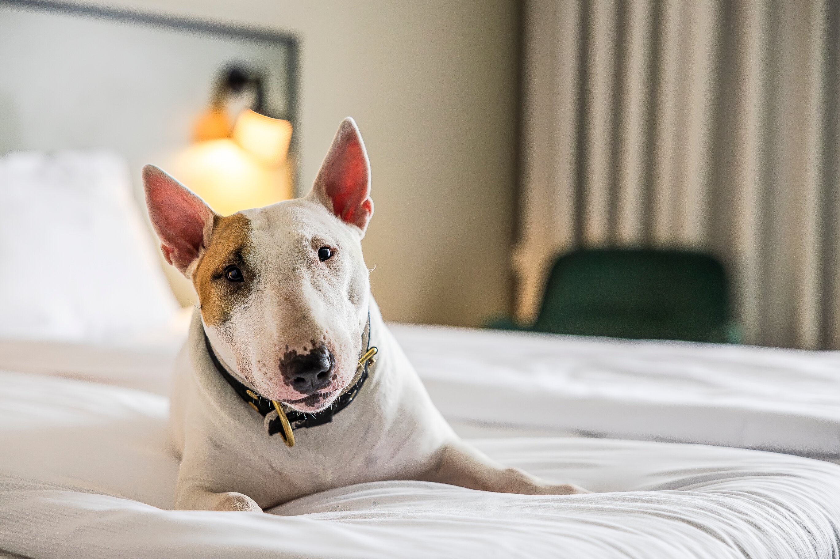 斯特兰德第一酒店-官方