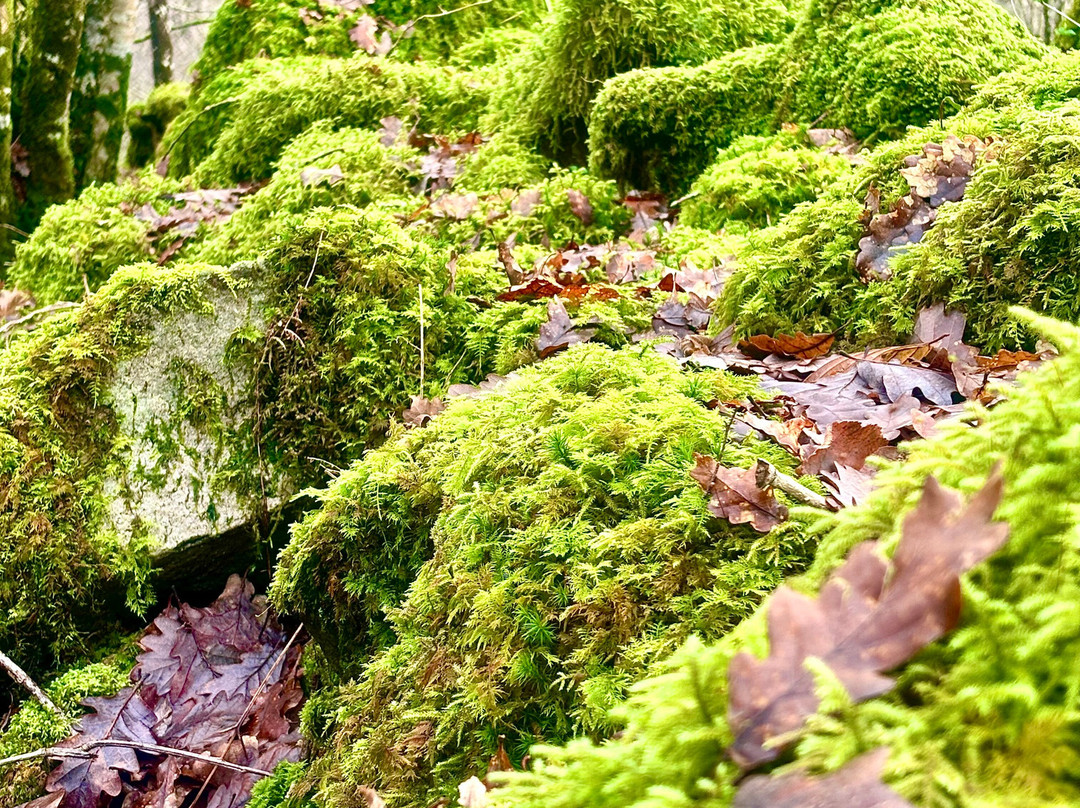 Rhaeadr Ddu and Coed Ganllwyd Walk-Ganllwyd必去景点