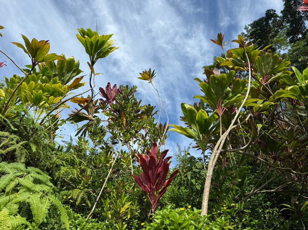 Hanalei Valley Lookout-普林斯维尔必去景点