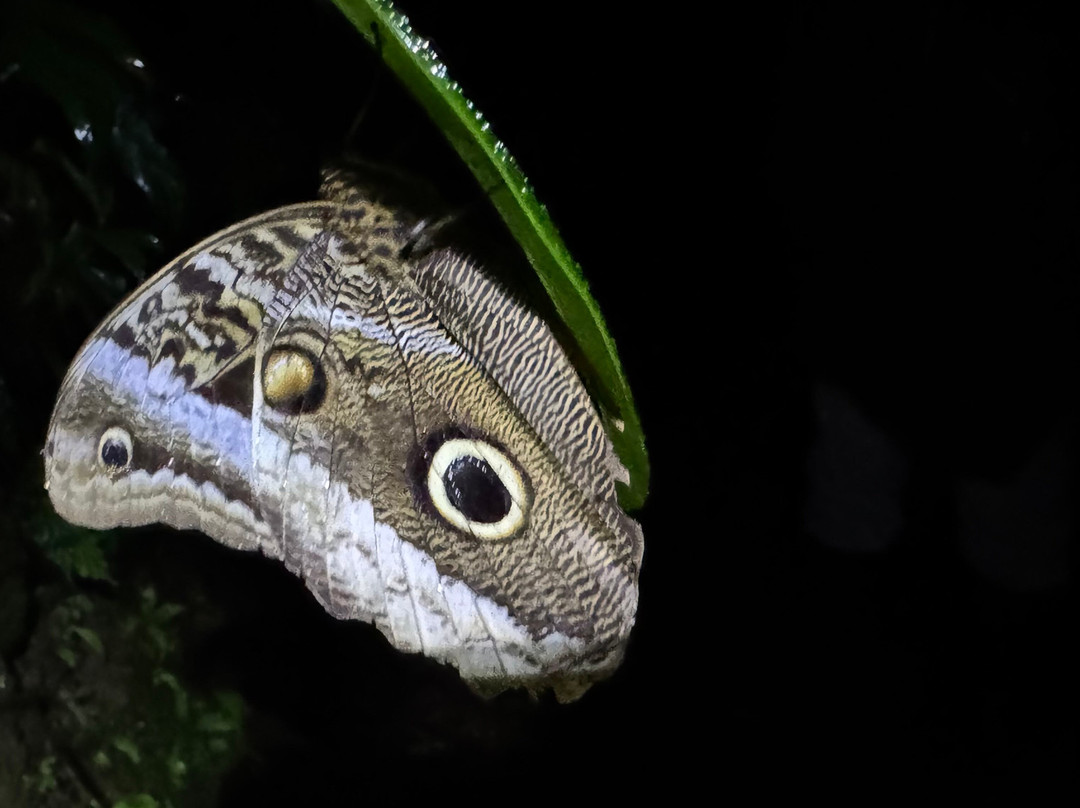 Tapir Valley Nature Reserve-Bijagua de Upala必去景点
