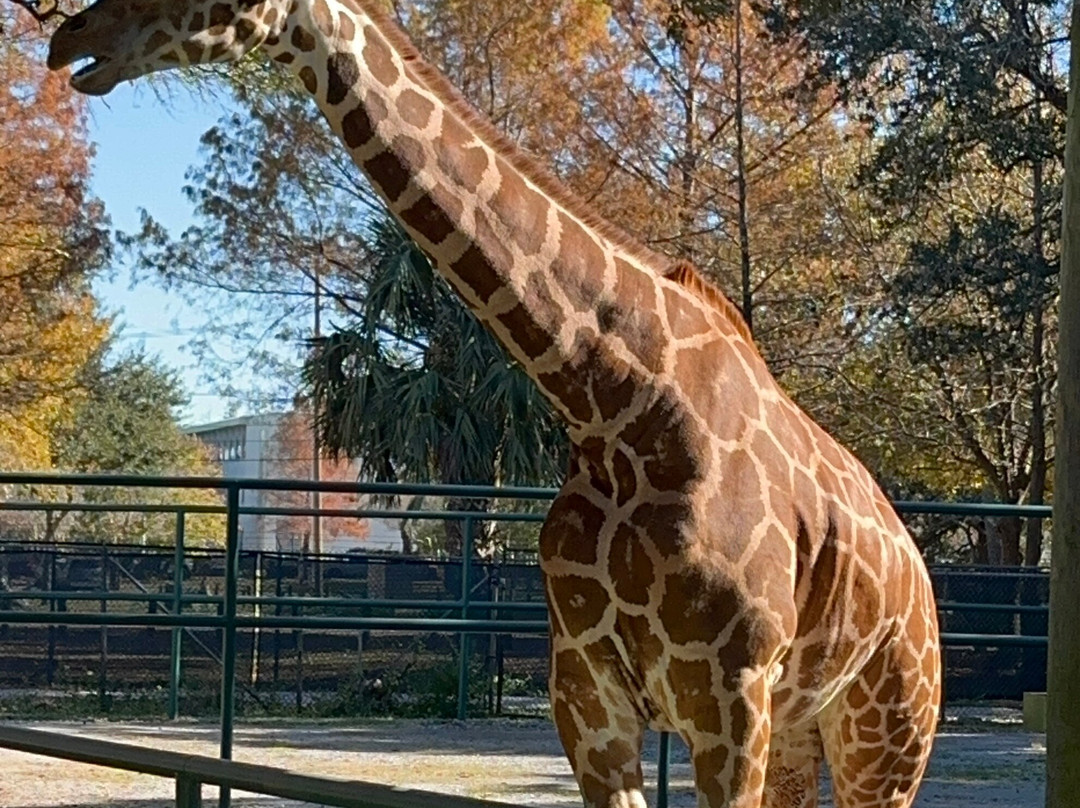 奥德邦动物园-新奥尔良必去景点