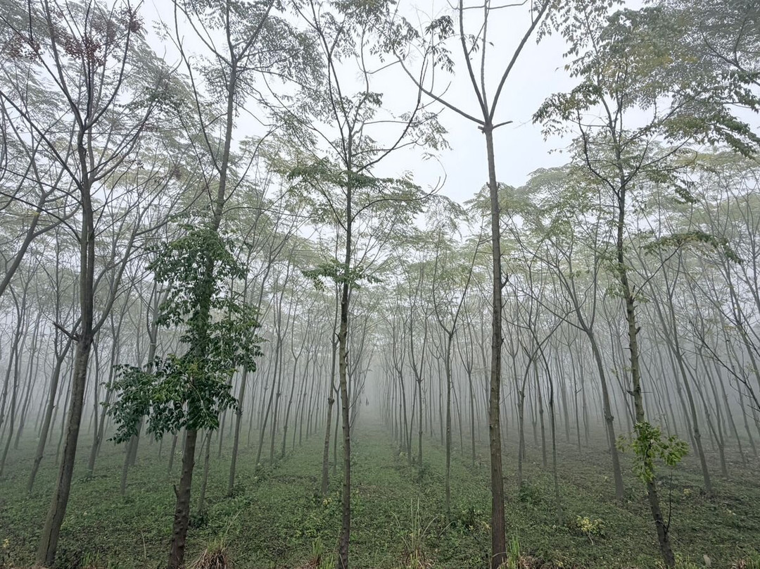 Aalia Jungle Retreat & SPA - Claridges Collection主图