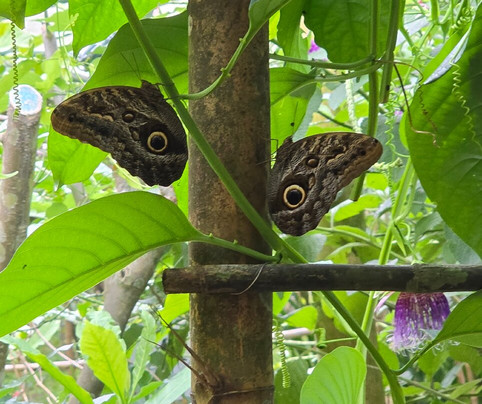 Spirogyra Butterfly Garden-圣何塞必去景点