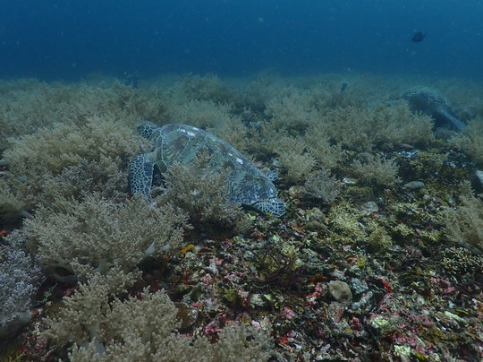 Gili Scuba Diving-吉利特拉万安必去景点