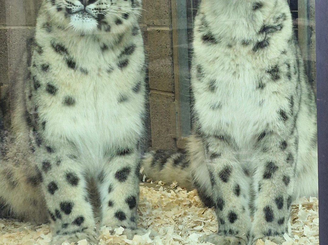 Welsh Mountain Zoo-科尔温湾必去景点