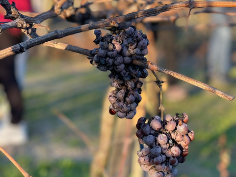 aDayinDouro-波尔图必去景点