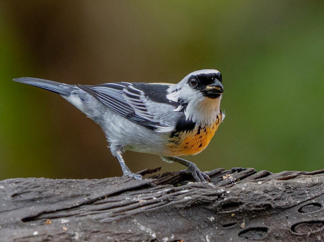 Neblina Forest-基多必去景点