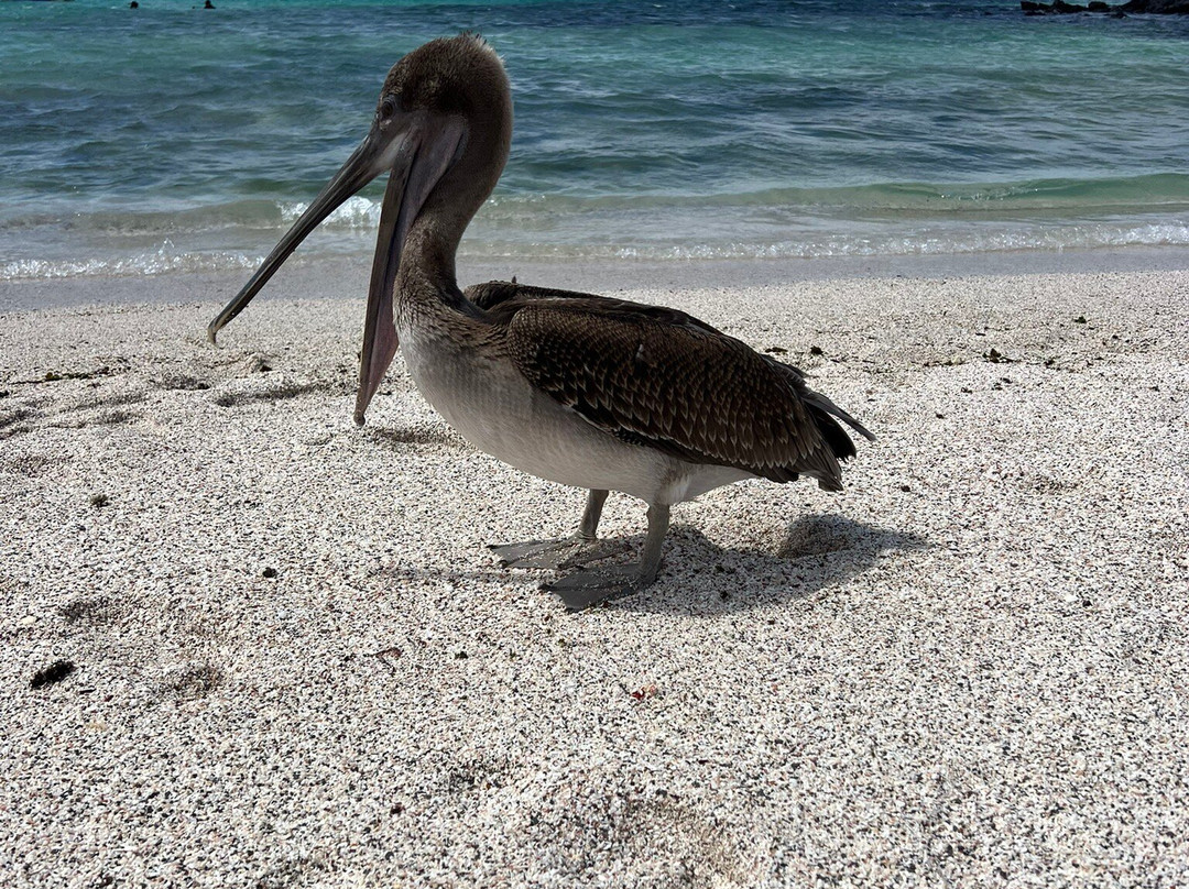 Kicker Rock-Puerto Baquerizo Moreno必去景点
