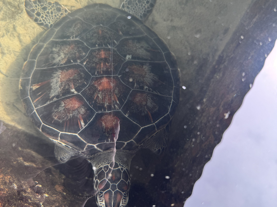 KOSGODA Turtle Conservation and Research Centre-科斯戈德必去景点