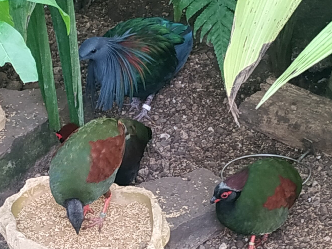 Papiliorama-Kerzers必去景点