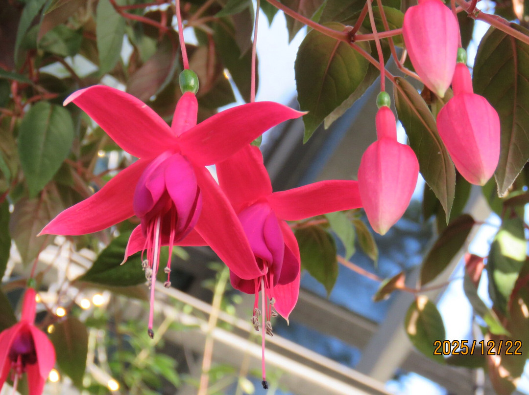 Begonia Garden