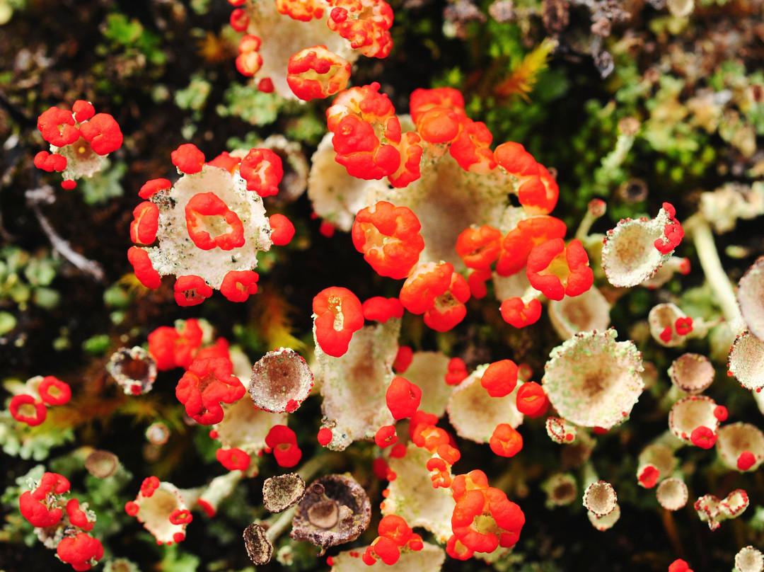 Parque Exploradores-Puerto Rio Tranquilo必去景点