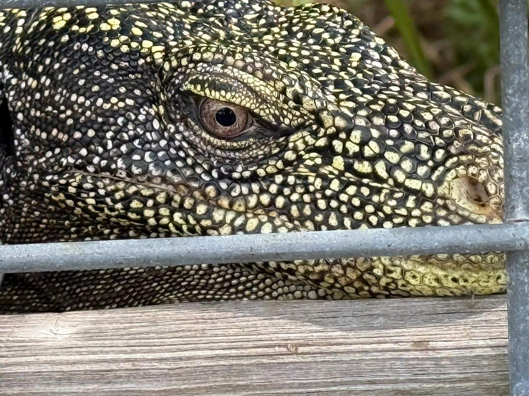 Iguanaland-蓬塔戈尔达必去景点