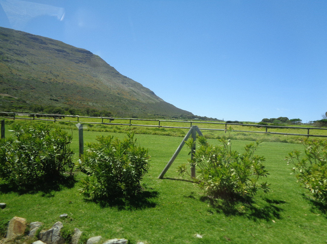 Cape Point Ostrich Farm-开普敦中心区必去景点