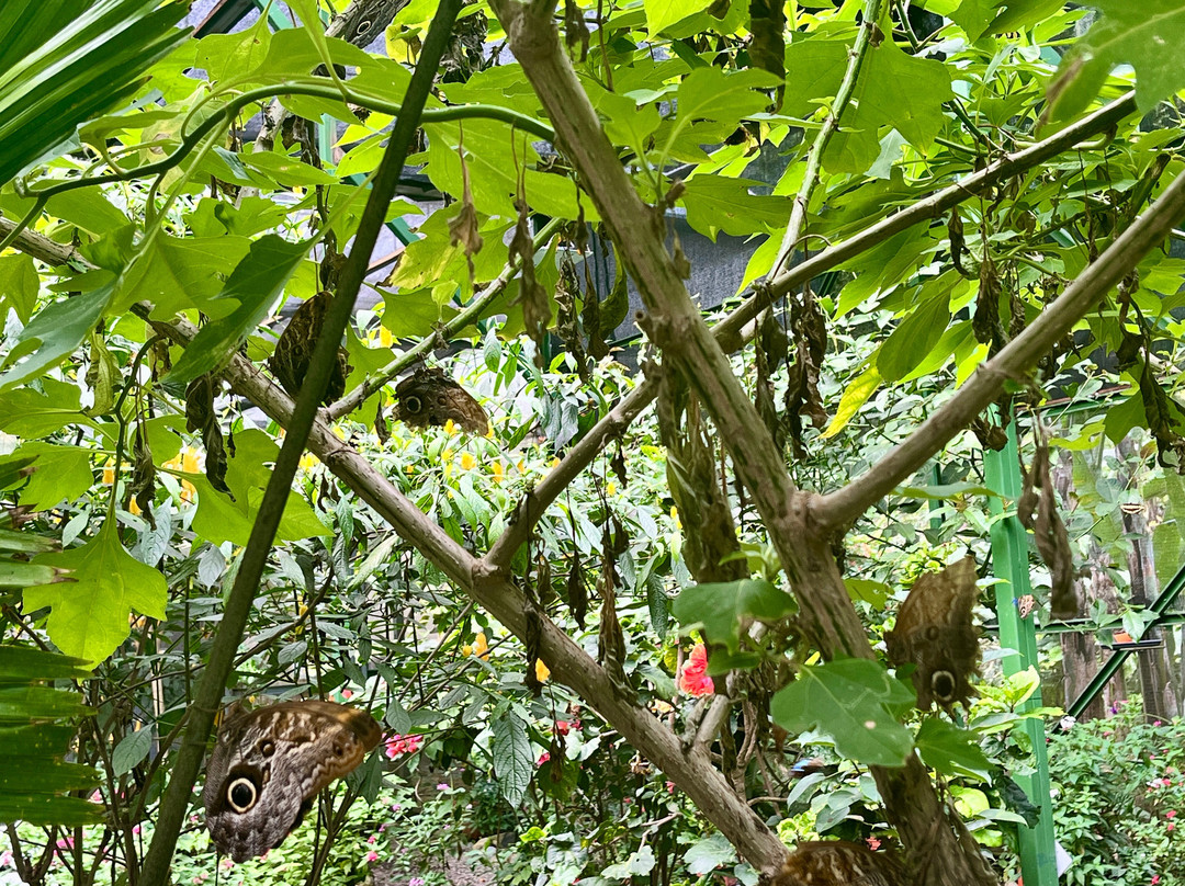 Boquete Bees and Butterflies-波魁特必去景点