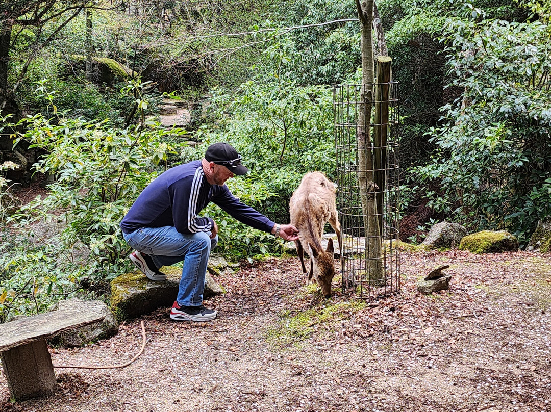Momijidani Park-Itsukushima必去景点
