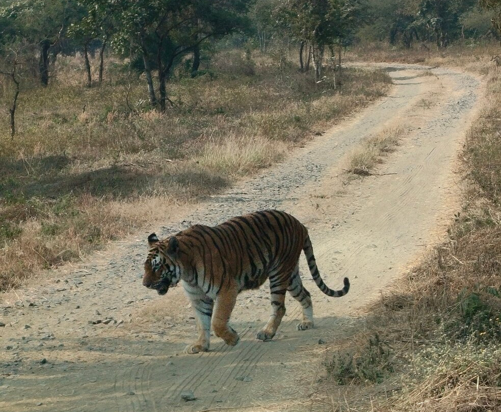 Gorewada Safari-那格浦尔必去景点