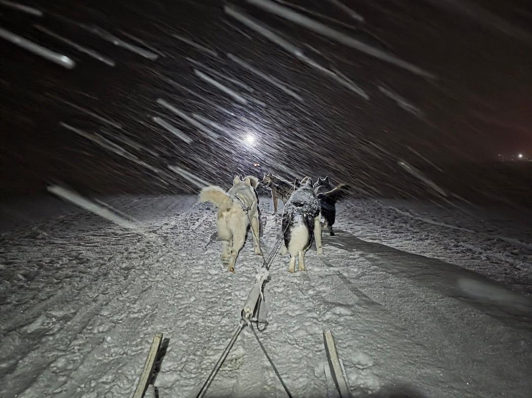 Green Dog Svalbard-朗伊尔城必去景点